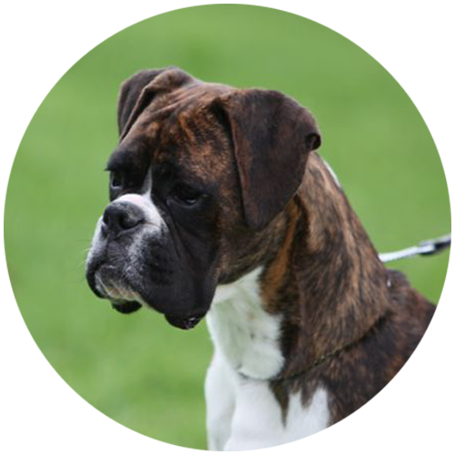 Best Boxers Breed Destination - Perfect Pets | Rampid Boxers